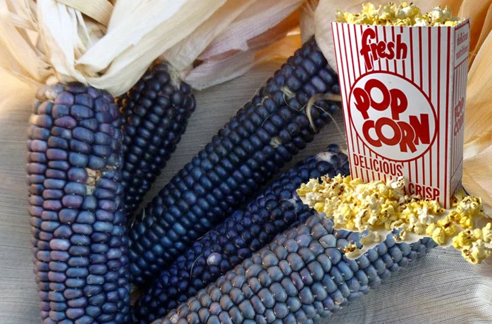 Shaman's Blue Popcorn Seeds - 30+ Heirloom Seeds for Home Gardening - Zea mays everta - Non-GMO Blue Kernels