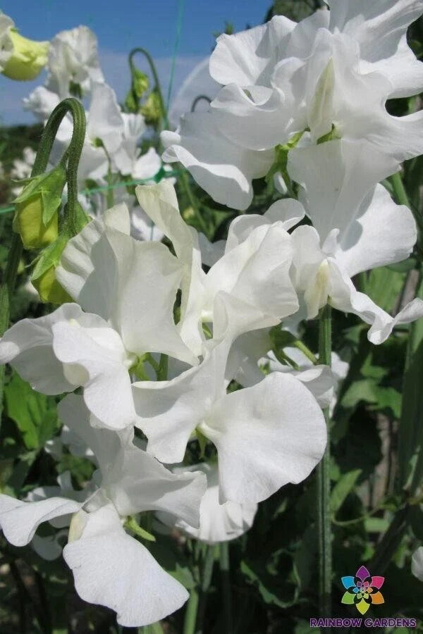White Supreme Sweet Pea Seeds - 50 Count - Lathyrus odoratus - Fragrant White Flowers for Garden Planting