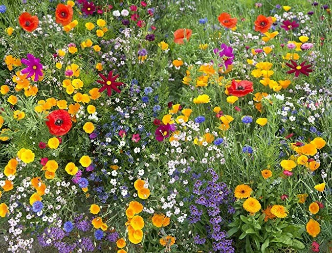 Annual Flower Mix Packet - 600 Seeds - Colorful Wildflowers - Ideal for Gardens & Landscaping - Various Species