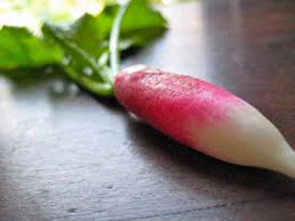 Heirloom Root Vegetable Seed Collection, 5 Organic Varieties for Home Gardening, Daucus carota, Beta vulgaris, Brassica rapa & More