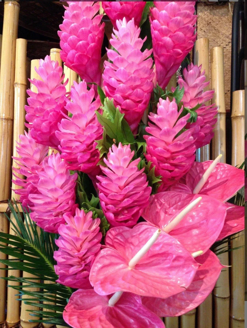 Hawaiian Hot Pink Ginger Plant - Small Rooted Starter - Alpinia purpurata - Tropical Indoor/Outdoor Decor - Exotic Garden Plant