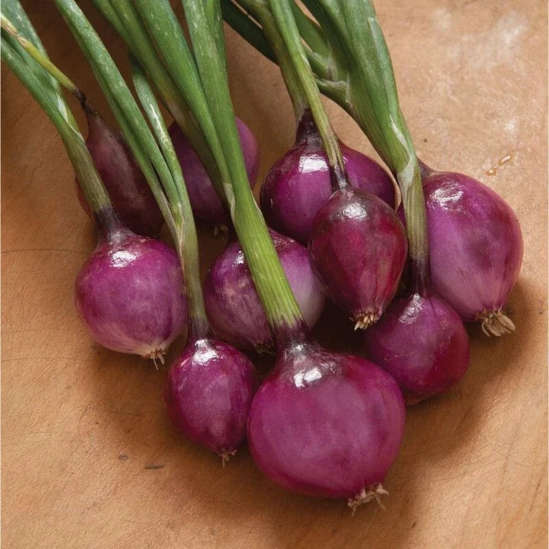 Purplette Onion Seeds - Non-GMO Specialty Variety - Allium cepa - 100 Seeds Packet for Home Gardens