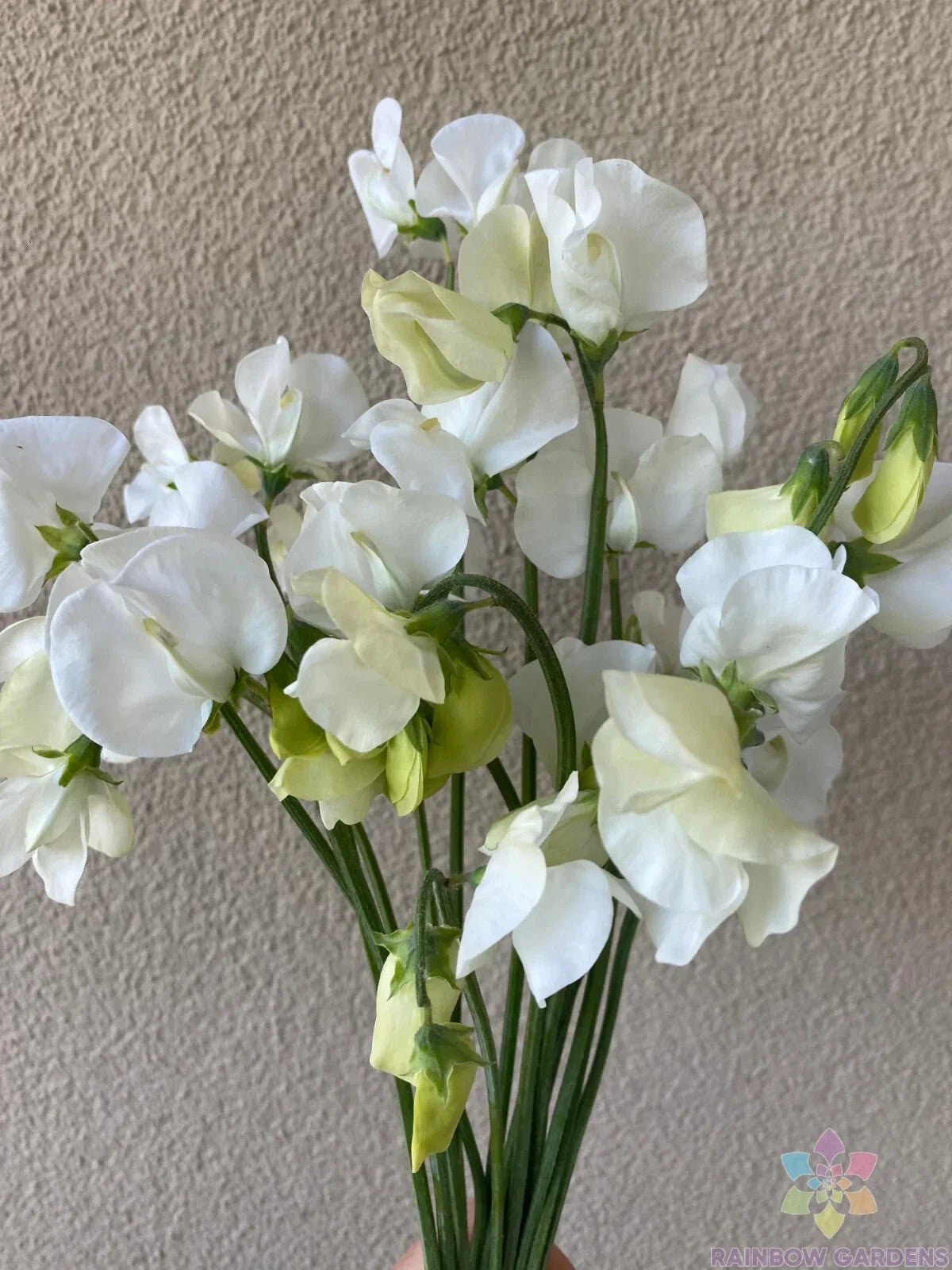 Spencer Ice Cream Sweet Pea Seeds - 50+ Pack - Lathyrus odoratus - Colorful Fragrant Blooms for Garden Planting