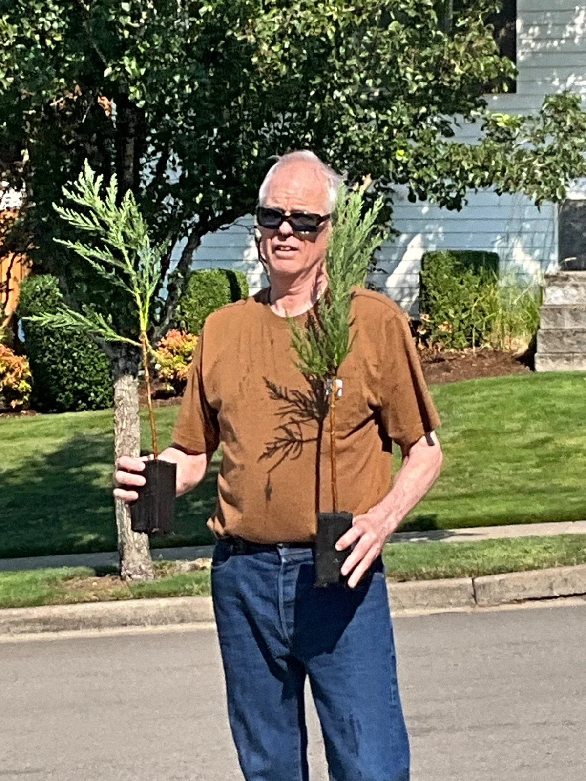 Giant Sequoia Redwood Tree Starts - 25 Inch Seedlings - Sequoiadendron giganteum - Perfect for Landscaping & Gardens
