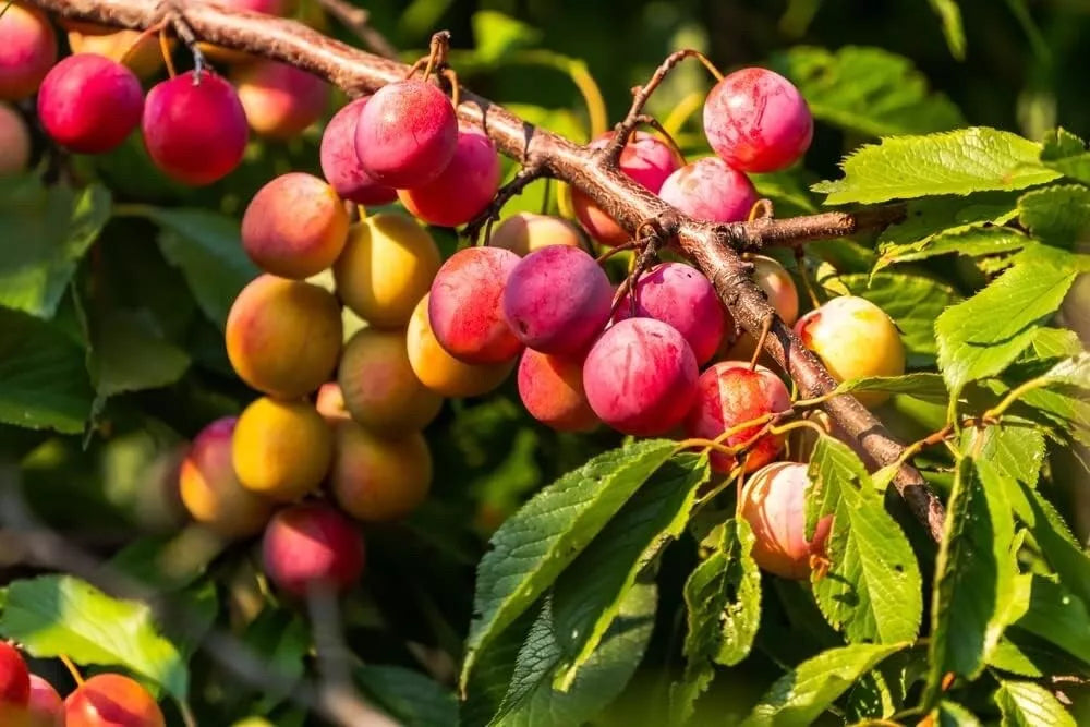 American Plum Bonsai Seedling - 3-Year-Old - Prunus americana - Ideal for Indoor/Outdoor Cultivation - Compact Growth Habit