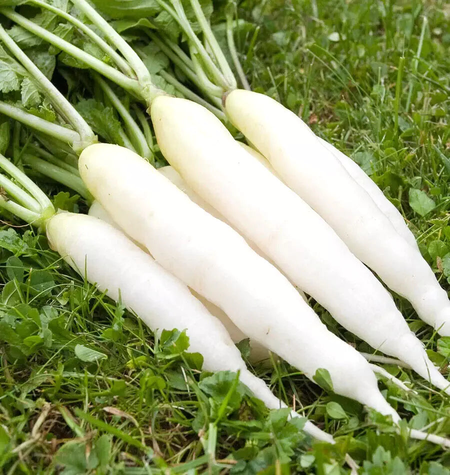 Radish Seeds 425 Count White Icicle Non-GMO Raphanus sativus Fast Growing Garden Vegetable