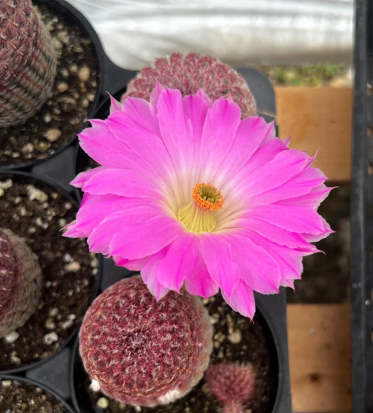 Arizona Rainbow Cactus Live Plant 4" Pot Pink Echinocereus rigidissimus var. rubrispinus - Colorful Low Care Indoor/Outdoor Plant