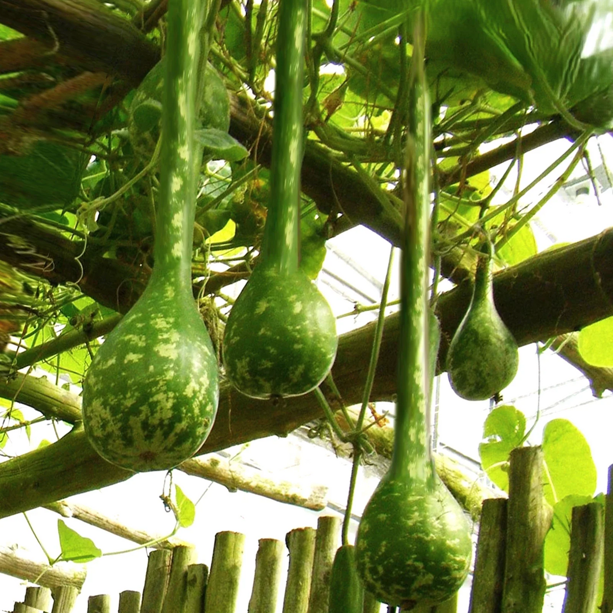 Long-Handled Dipper Gourd Seeds - Ornamental Lagenaria siceraria - Packet of 20 Seeds for 2025 Planting