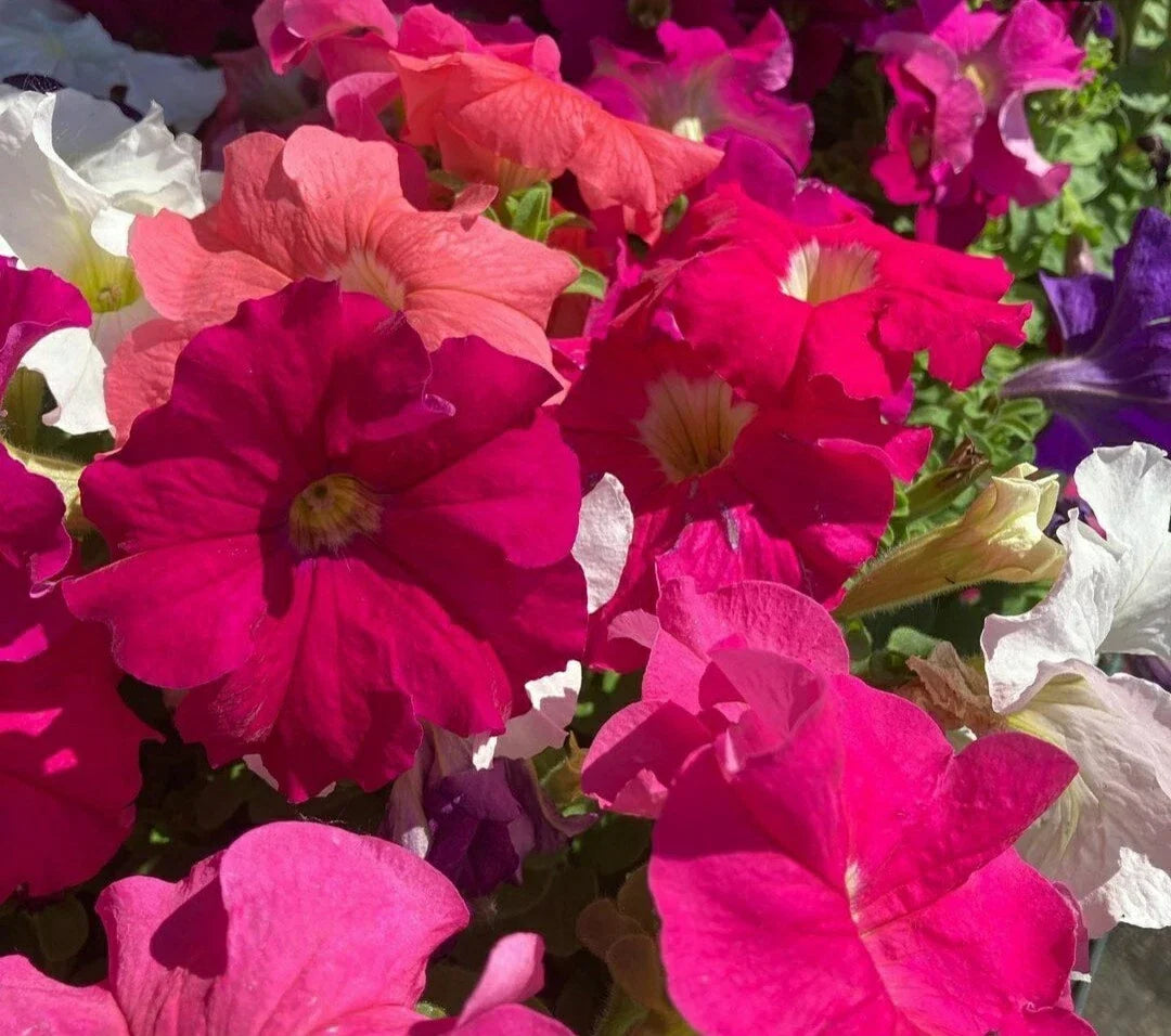 100 Mix Petunia Flower Seeds - Vibrant Colors, Easy to Grow Annual Blooms (Petunia × hybrida)