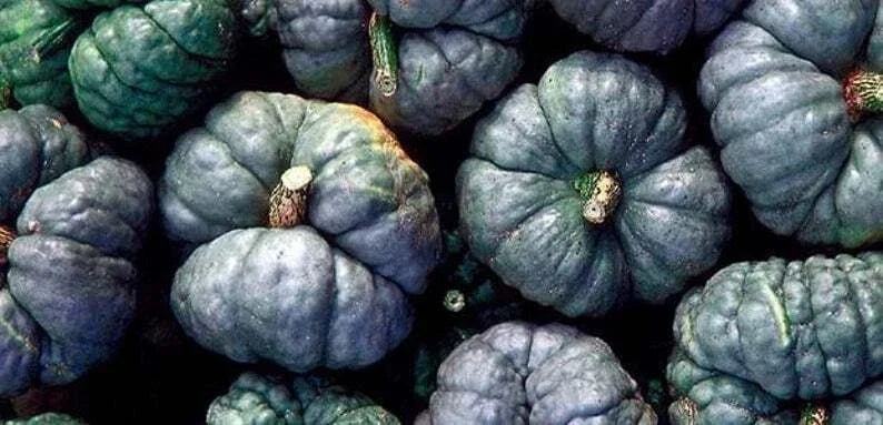 Triamble Winter Squash Seeds - Heirloom Variety, Non-GMO, Cucurbita maxima, Perfect for Baking & Roasting