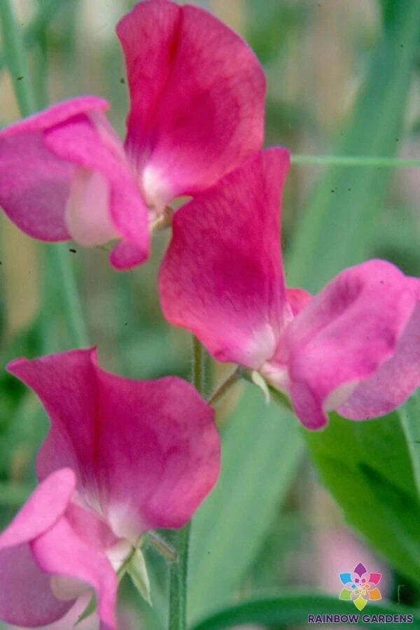 Prince Edward of York Sweet Pea Seeds - 50 Count - Heirloom Variety - Lathyrus odoratus - Fragrant Garden Flowers