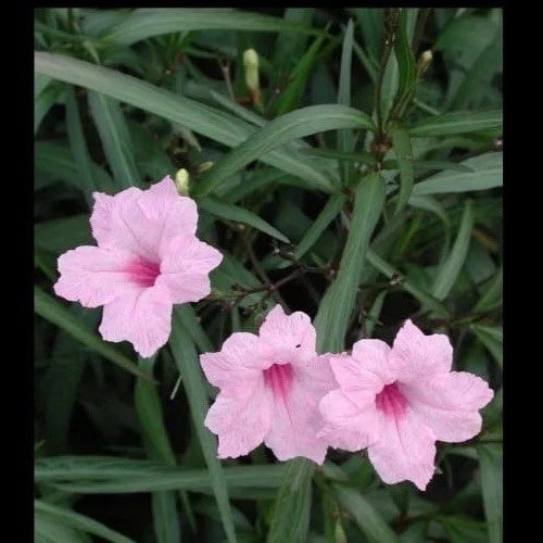 Pink Mexican Petunia Live Plant Plugs - 5 Count - Ruellia brittoniana - Vibrant Pink Blooms for Garden