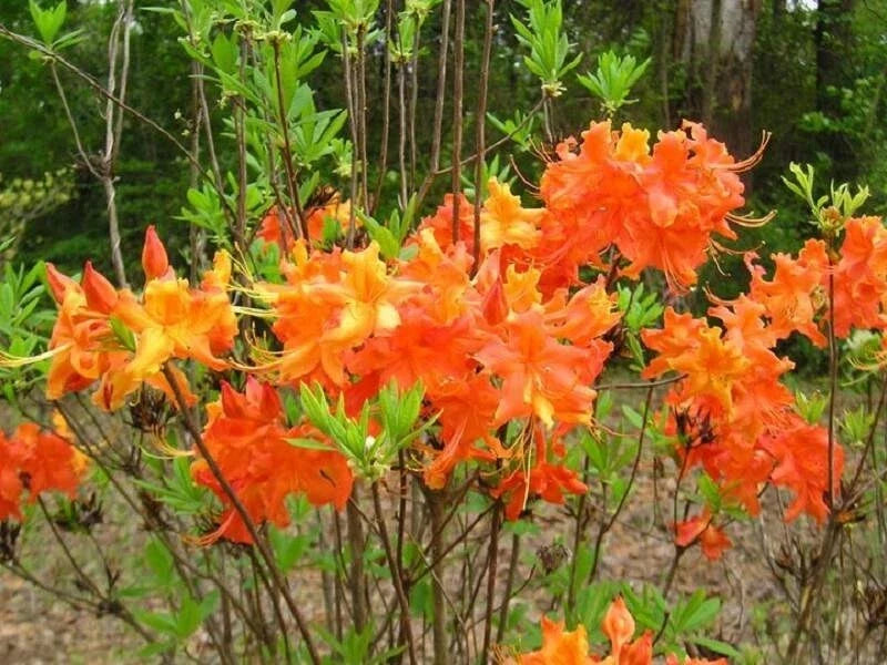 Aromi Azalea Starter Plant - Small Dormant Rhododendron 'Frontier Gold' - Deciduous Yellow Blooms for Garden