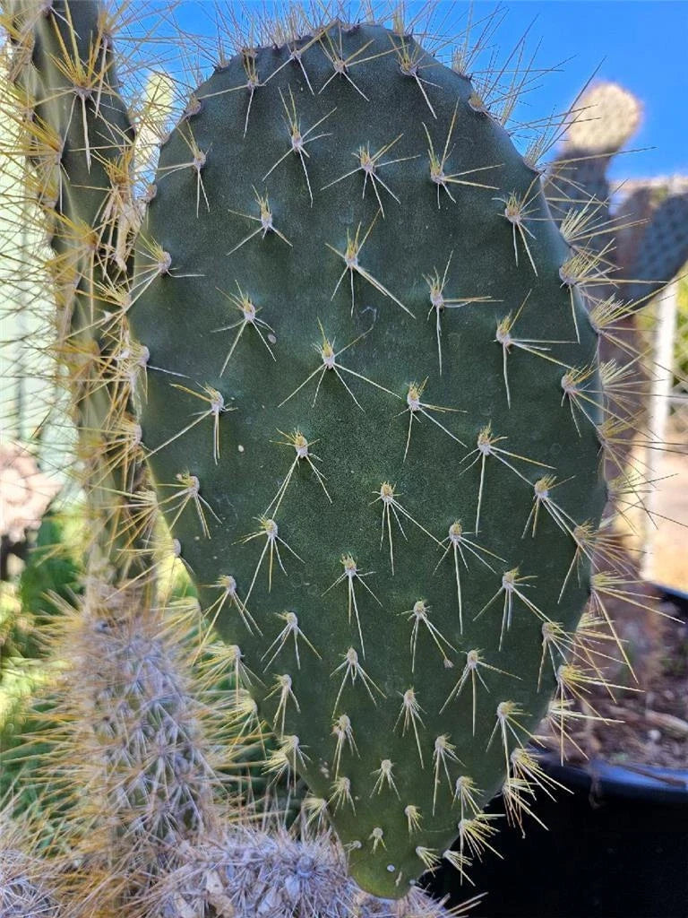 Opuntia Megasperma Var. Mesophytica Pad Cutting - Galapagos Prickly Pear Cactus for Planting & Propagation