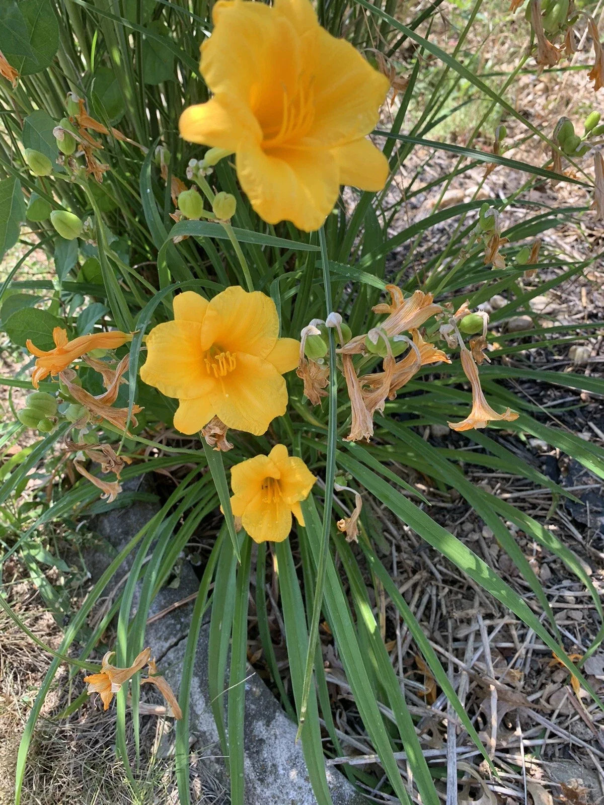 Live Daylily Plants - 5 Bare Root Yellow Stella de Oro - Hemerocallis Perennial Flower for Garden and Borders