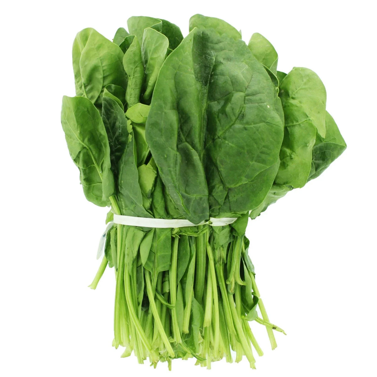 Tendergreen Spinach Seeds Packet | Non-GMO Heirloom | Spinacia oleracea | Fast Germination for Home Gardening