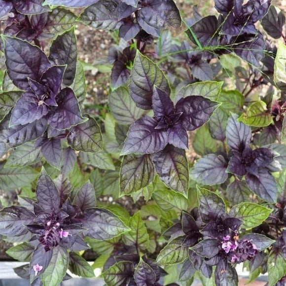 Corsican Basil Seeds 100-1000 Count - Ocimum basilicum - Microgreens & Culinary Use - Pollinator Friendly