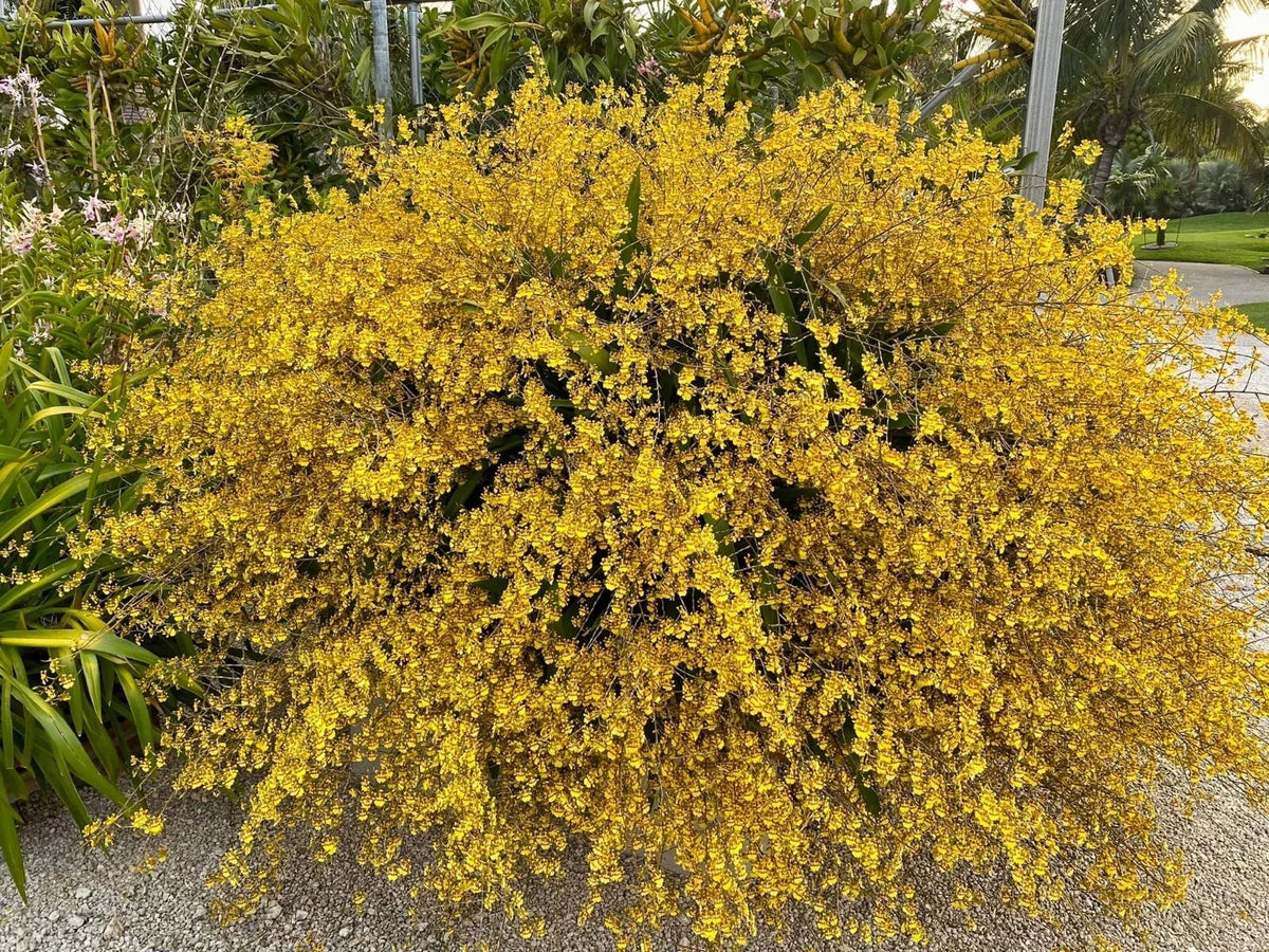 Oncidium Orchid Bare Root Division, Dancing Lady Yellow, Oncidium sphacelatum, Vibrant Blooms for Home & Garden