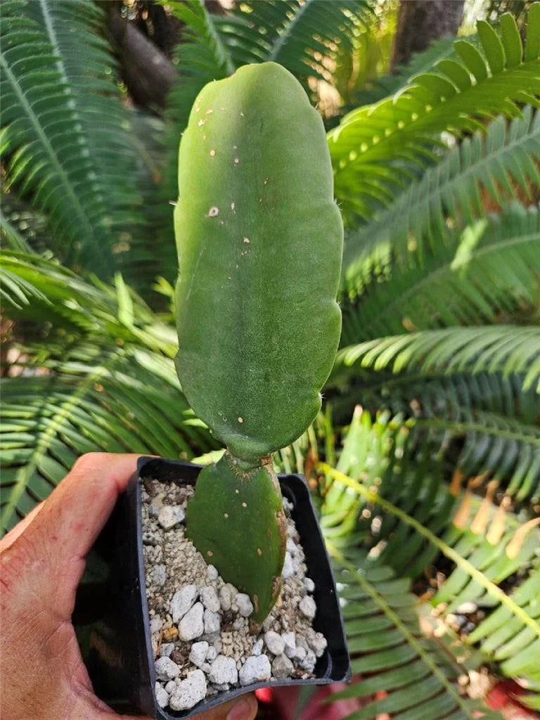 Rooted Cutting Dendrocereus Nudiflorus, Unique Naked Flower Cactus for Indoor Gardening, Succulent Collector's Item