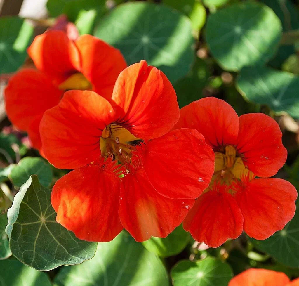 Nasturtium Seeds Packet - Empress of India - Heirloom Non-GMO - Tropaeolum majus - Vibrant Red Flowers for Garden
