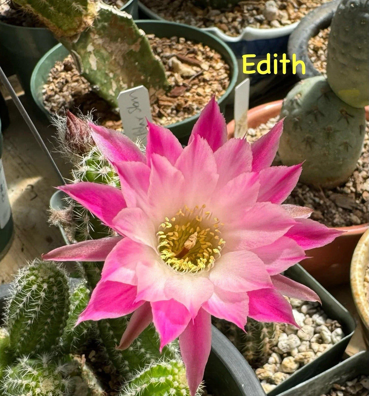 Peanut Cactus Plant - 4-Inch Rooted Succulent - Chamaecereus silvestrii - Unique European Hybrid Cactus