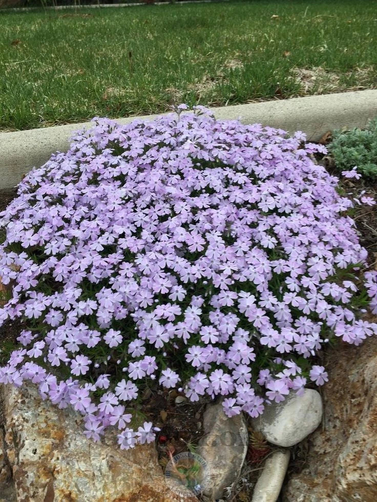 Creeping Phlox 4" Pot Emerald Blue Groundcover - Phlox subulata Perennial for Rock Gardens, Pathways, Erosion Control