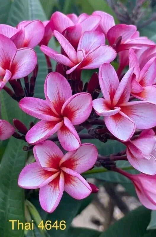 Pink Thai Plumeria Plant - 3 Inch Pot - Fragrant Tropical Flower - Plumeria rubra - Indoor/Outdoor Garden Decor