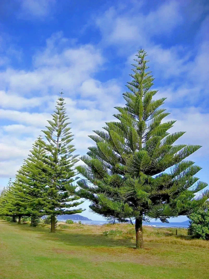 Norfolk Island Pine Seeds - Packet of 10 - Araucaria excelsa - Indoor Christmas Tree Variety - Houseplant Seeds
