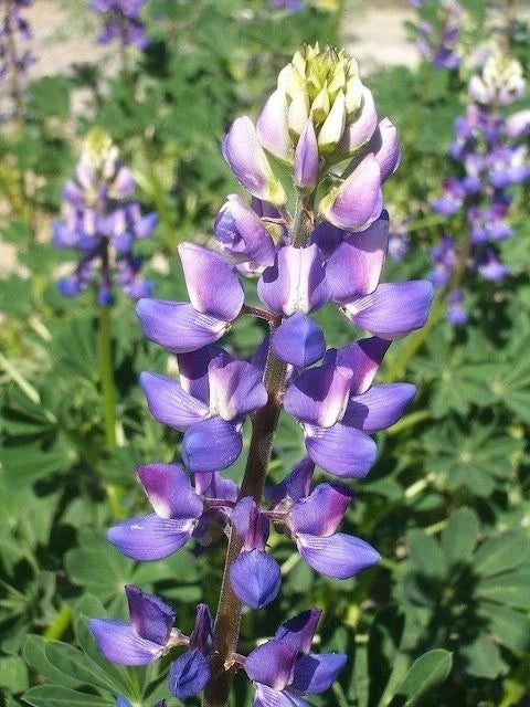 Hollowleaf Annual Lupine Seeds - 10 Seeds - Arroyo & Succulent Variety (Lupinus succulentus) - Drought-Tolerant, Pollinator-Friendly