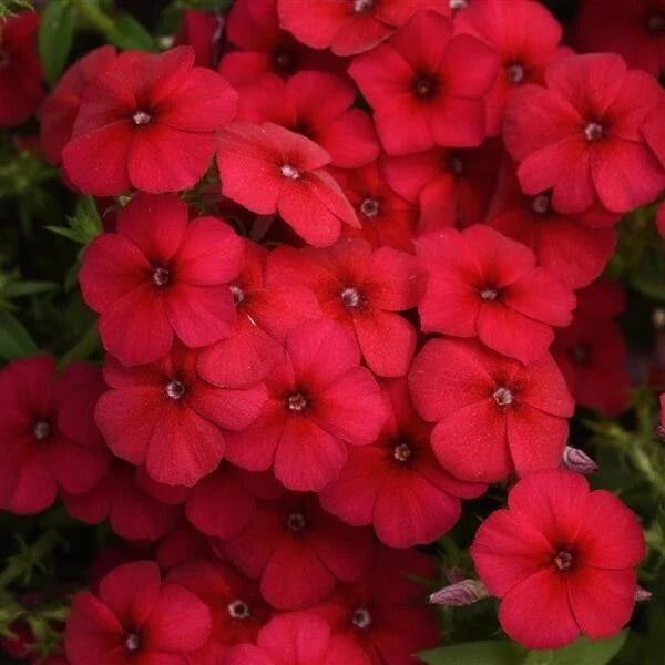 Gisele Red Phlox Seeds - 100+ Count - Vibrant Red Flowers - Phlox paniculata - Non-GMO Garden Flower Seeds