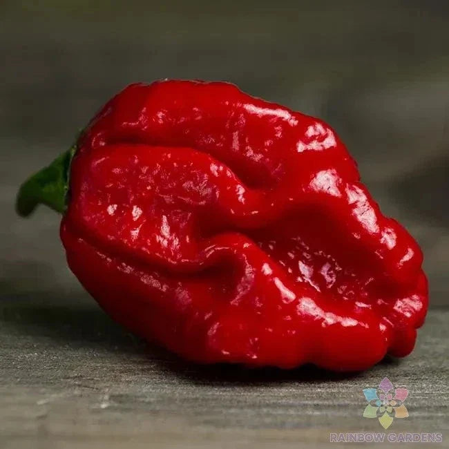 Trinidad Moruga Scorpion Hot Pepper Seeds - 25+ Pack - Capsicum chinense - USA Grown, Non-GMO, High Germination Rate