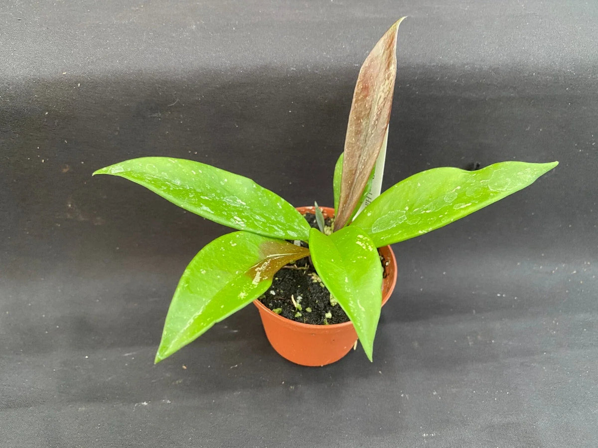 Hoya Plant 2.5" Pot Royal Hawaiian Purple Hoya pubicalyx 'Royal Hawaiian Purple' Rooted Indoor Houseplant