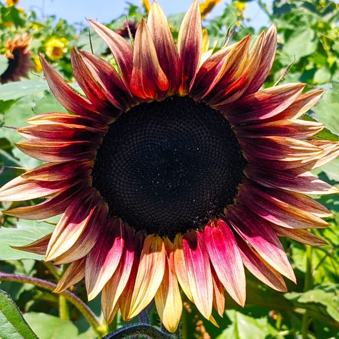 ProCut® Plum Sunflower Seeds | 25 Seeds | Pink Purple Bicolor | Helianthus annuus | Attracts Pollinators