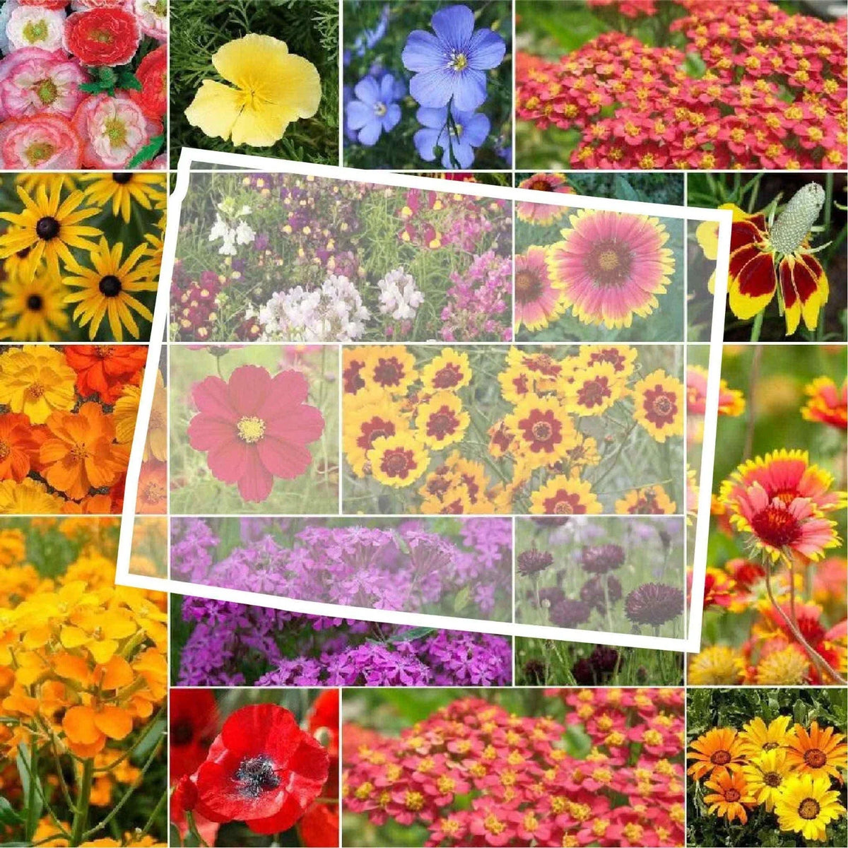 Wildflower Seed Mix - 1000 Non-GMO Seeds - Wyoming State Flower - Various Species - Perennials & Annuals