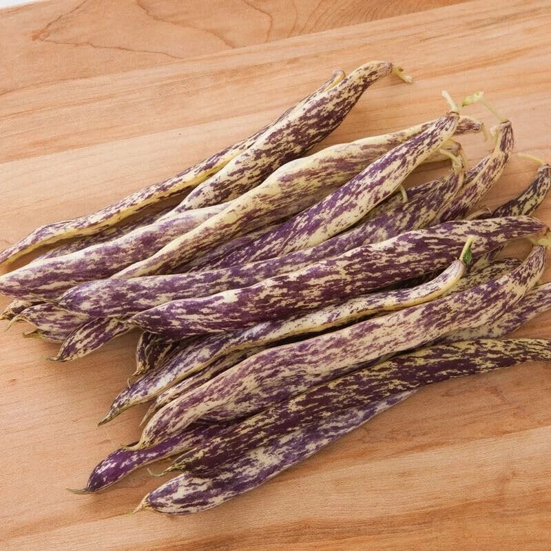 Dragon's Tongue Bean Seeds - 20 Heirloom Seeds - Phaseolus vulgaris - Purple-Streaked Pods for Planting and Gardening