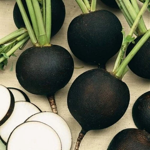 Black Spanish Round Radish Seeds - Organic Heirloom Non-GMO - 100+ Seeds - Raphanus sativus - Crunchy Flavorful Veggies