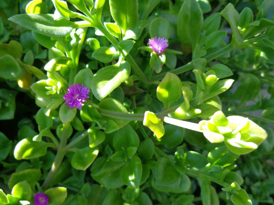 10 Cuttings Aptenia cordifolia 'Purple Pink Apple Ice Plant' Baby Sun Rose 5-7" Fresh Propagation Cuttings for Garden Decor