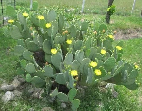 Spinyless Prickly Pear Cactus 4-Inch Pot Opuntia Cacanapa Ellisianna Drought-Tolerant Indoor/Outdoor Succulent Plant