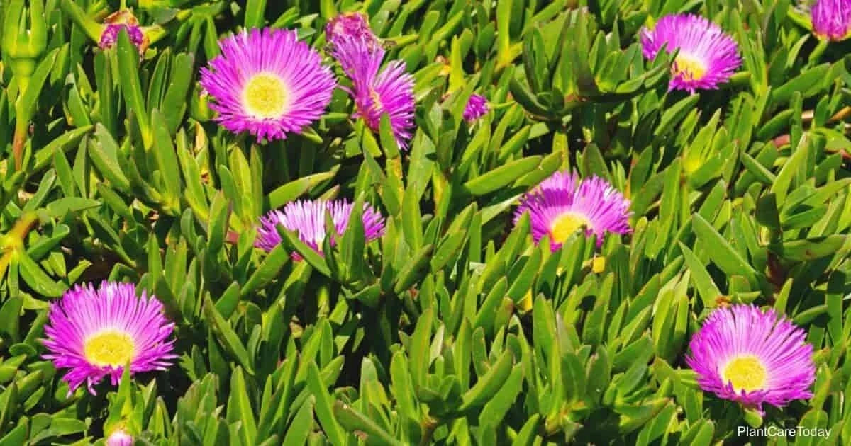 Live Ice Plant Cuttings 30-Pack for Rooting, Drought-Tolerant Ground Cover, Delosperma spp.