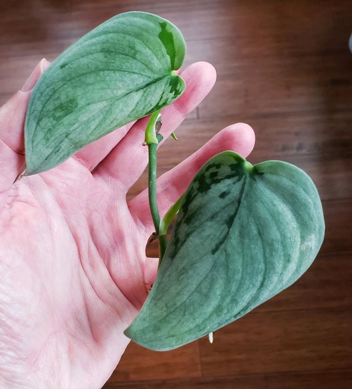 Rooted Top Cut Scindapsus Sooo Silver Plant in Moss - Scindapsus Pictus - Unique Silver Variegation for Indoor Gardening
