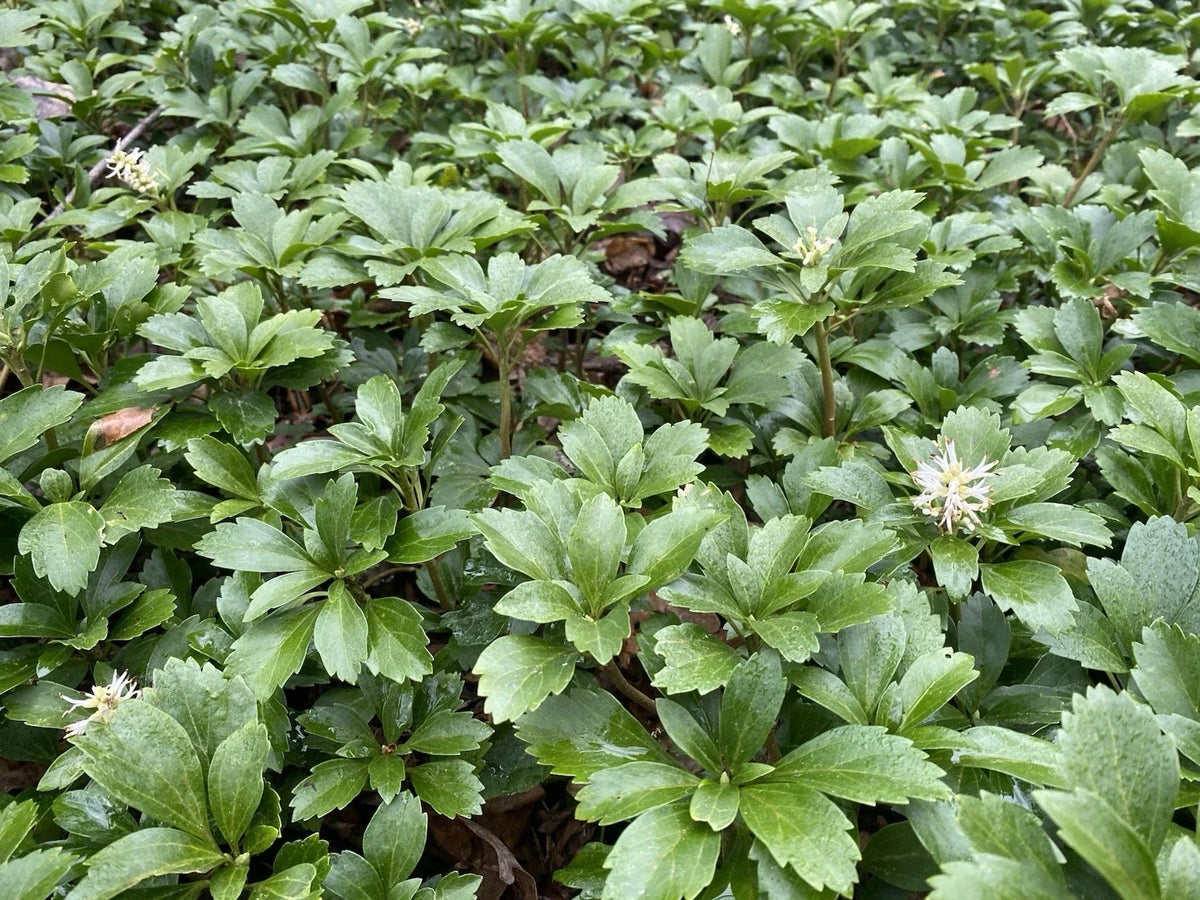 Pachysandra Ground Cover Plants - 100 Rooted Plants - Evergreen Shade Tolerant - Pachysandra terminalis - Low Maintenance