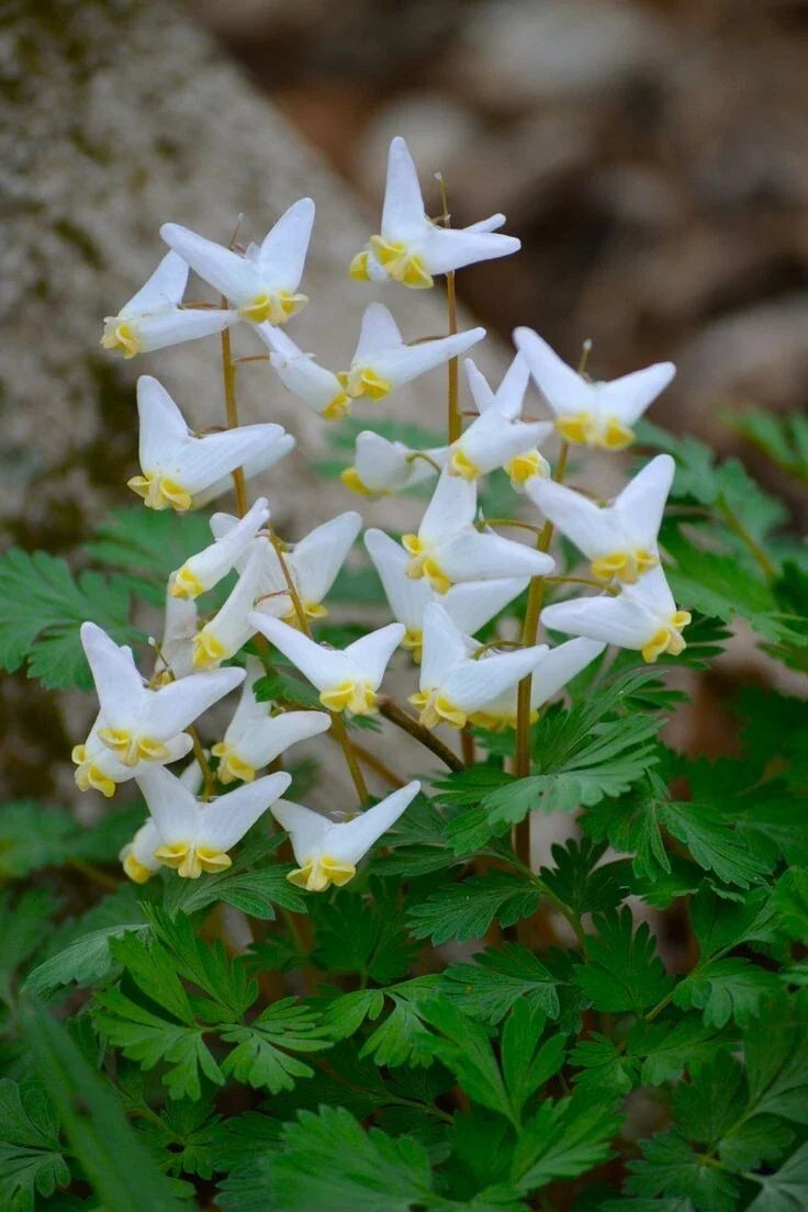 Dutchman Breeches Bulbs Bareroot Dicentra Cucularia - Heart-Shaped Flowers for Garden Planting, Perfect for Shade and Pollinators