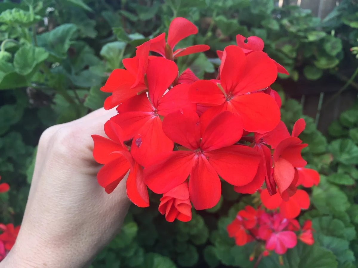 Orange Red Pelargonium Zonal Geranium Starter Cuttings 4"x6" - Pelargonium zonale - Vibrant Garden Plant for Containers