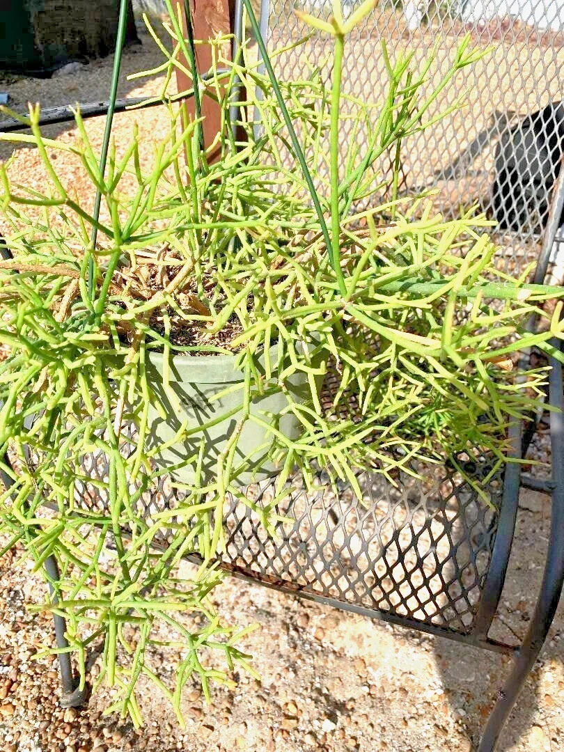 Fresh Cuttings 11 Pack Rhipsalis heteroclada Orchid Cactus Rare Plant - Easy Propagation for Indoor Gardens
