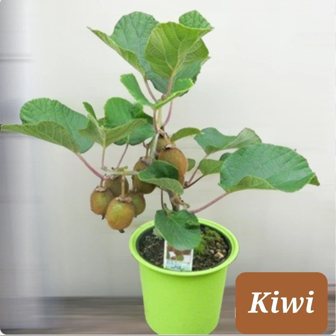 30+ Kiwi Dwarf Vine Seeds - Actinidia deliciosa - Sweet Chinese Gooseberry for Home Gardening