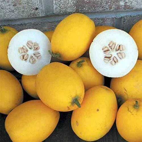 Mango Seeds 25 Pack - Vine Peach Variety - Mangifera indica - Premium Quality, USA Made, Ships from Iowa