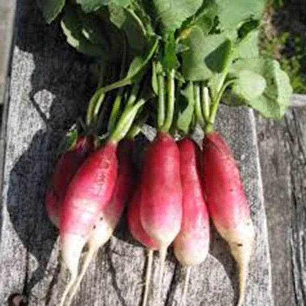 French Breakfast Radish Seeds, 1000 Heirloom Non-GMO Seeds, Fast-Growing Raphanus sativus for Garden or Container Planting
