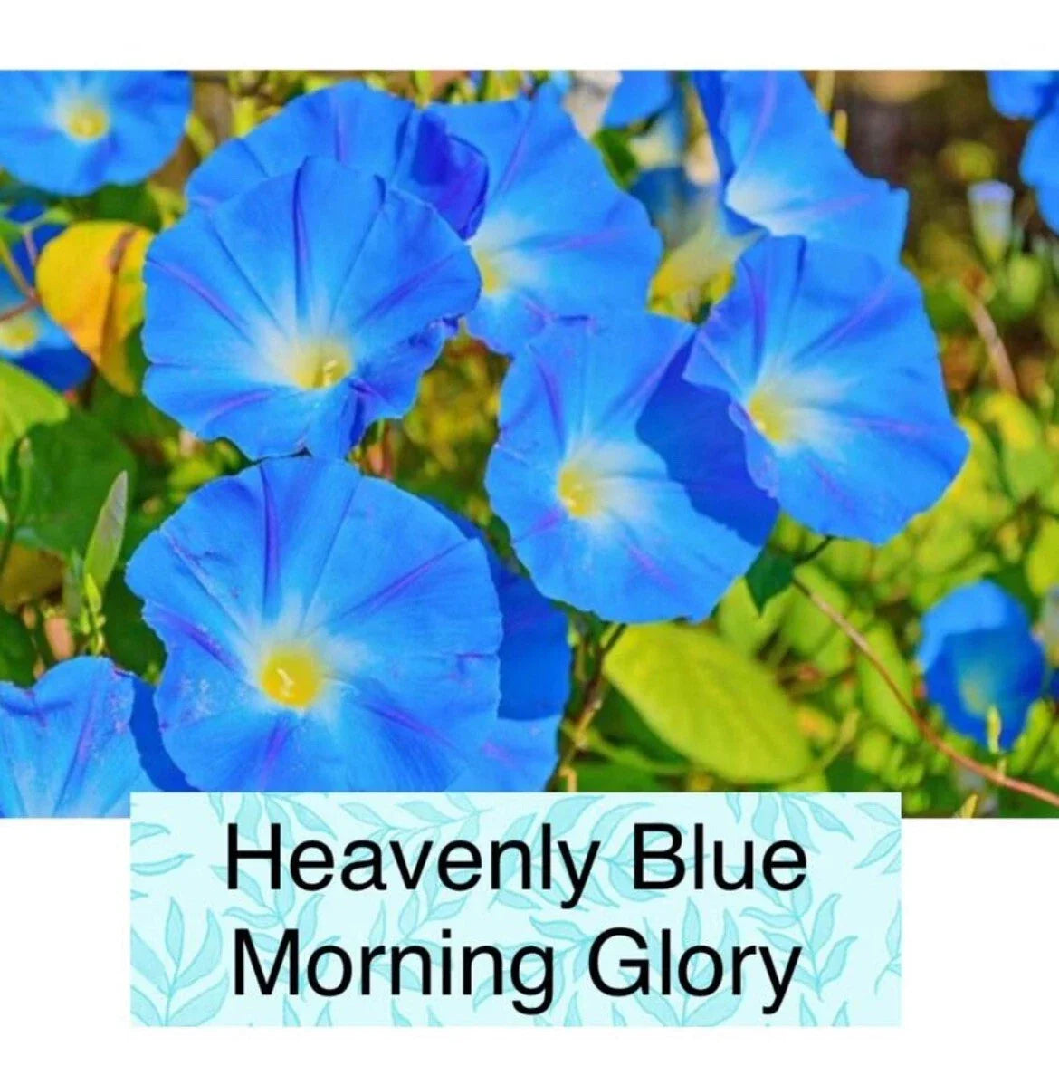 Heavenly Blue Morning Glory Seeds - 50+ Non-GMO Seeds for Garden Planting - Ipomoea purpurea