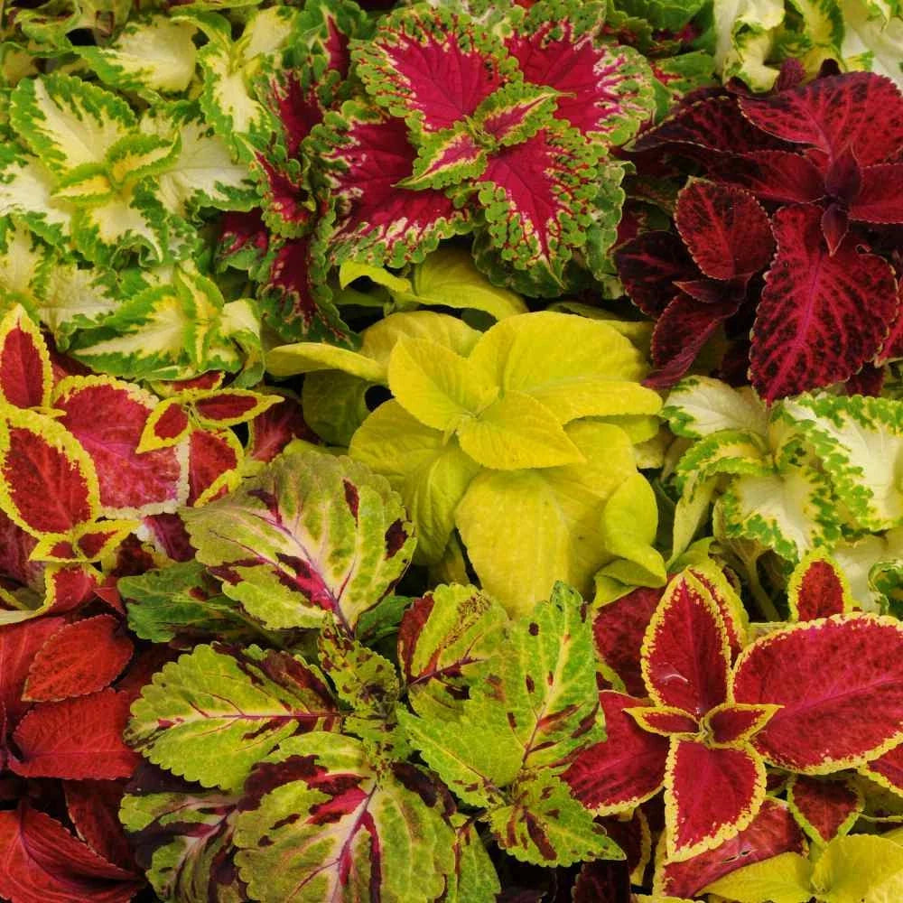 Coleus Seeds - 40 Pack - Wizard Mix Colorful Foliage - Plectranthus scutellarioides - Ideal for Gardens
