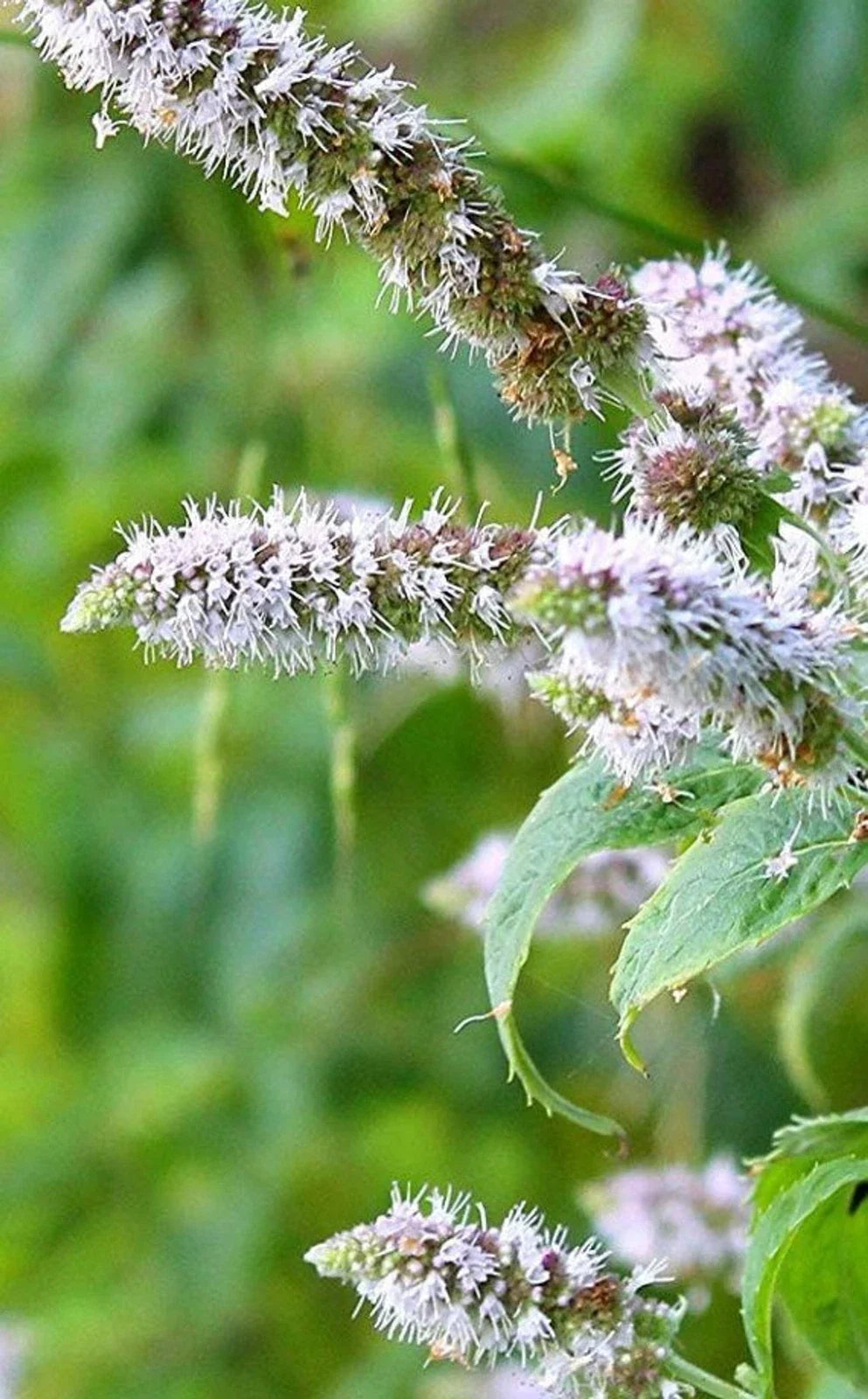 Peppermint Plant Lot of 2 | Bare Root Perennial Herbs | Mentha × piperita Live Starter Plants for Garden and Culinary Use